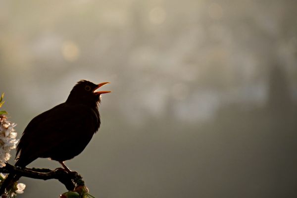 A silhouetted bild singing
