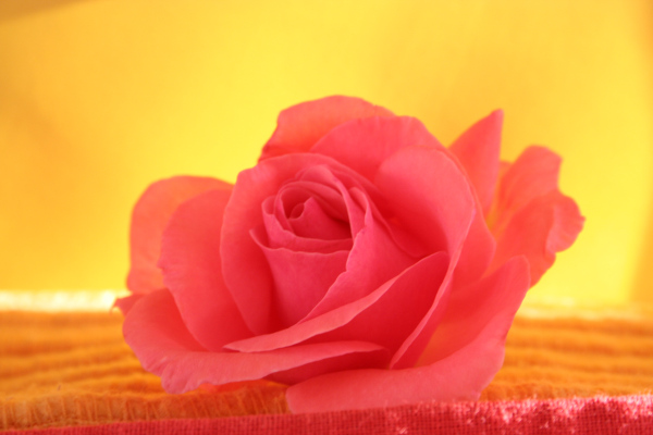 Head of a pink rose
