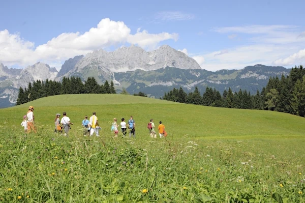 A summer walk through an Alpine meadow with the Wild Kaiser mountains in the background